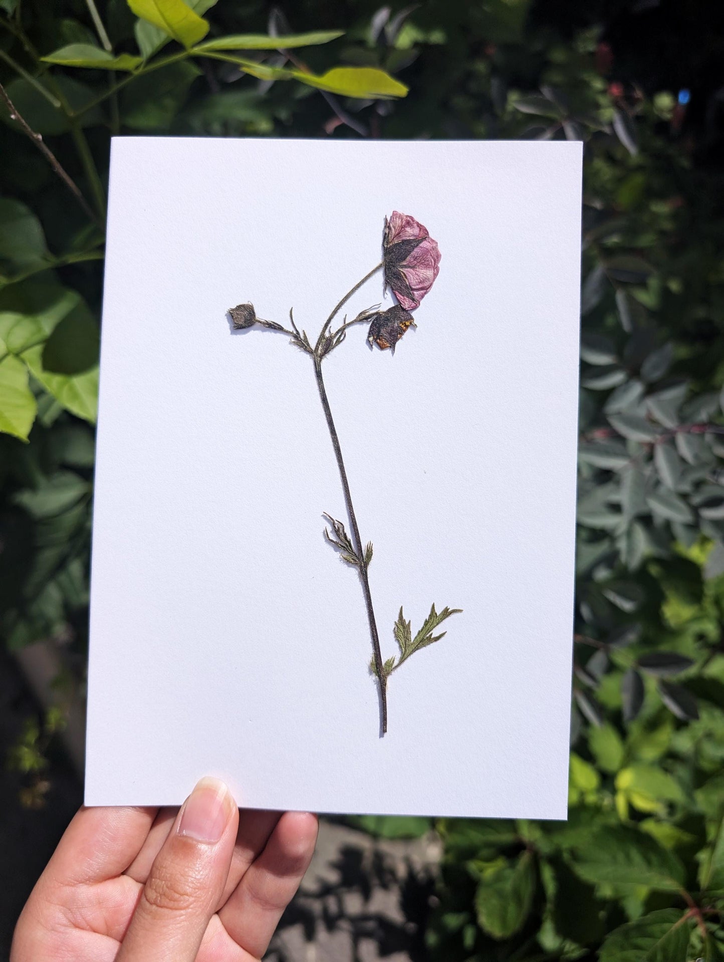 Water Avens (Geum rivale)