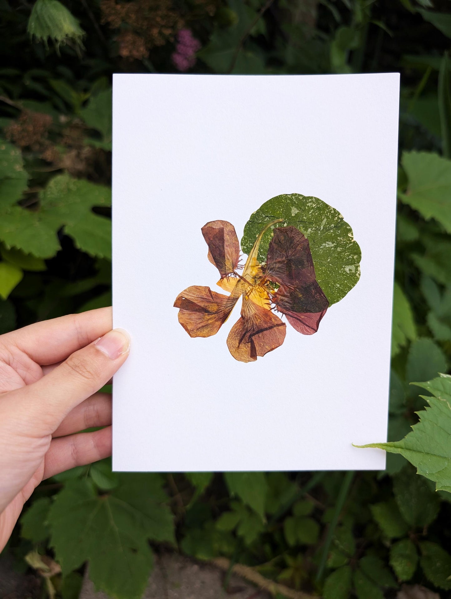 Nasturtium (Tropaeolum majus)