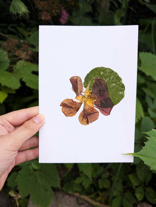 Nasturtium (Tropaeolum majus)