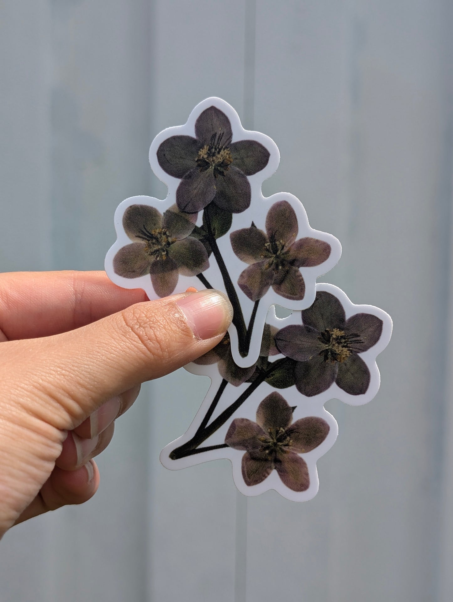 Botanical Specimen Stickers